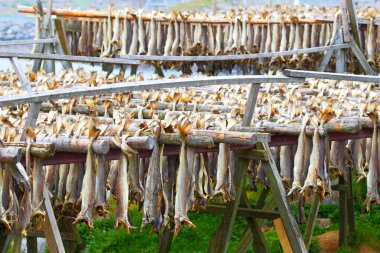 COD stockfish. Norveç'te endüstriyel Balık tutma