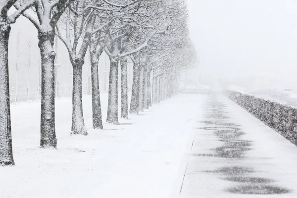 Sneeuwval in de stad. Park in Sint-Petersburg. Rusland. — Stockfoto