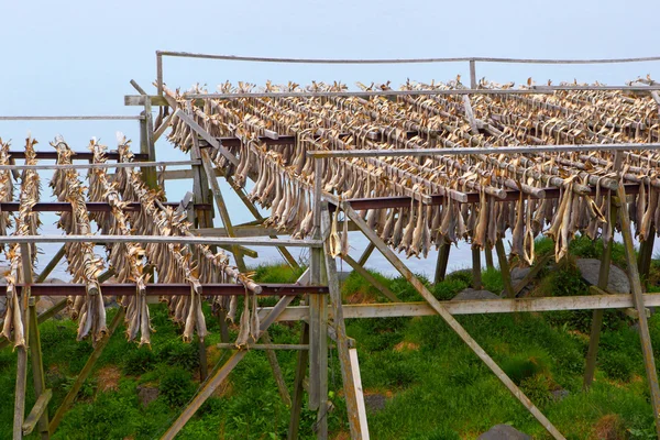 COD stockfish. Průmyslový rybolov v Norsku — Stock fotografie