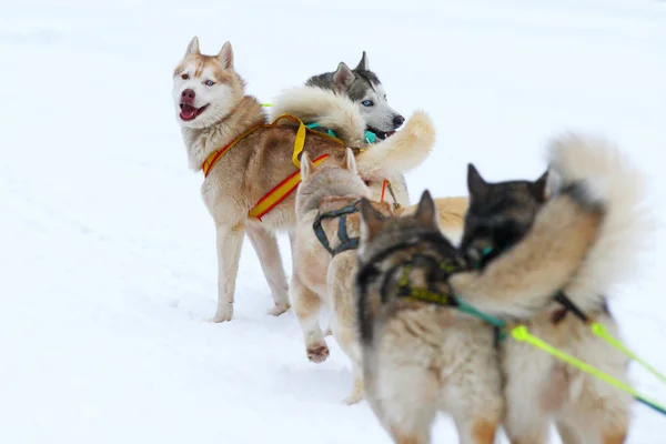 Carrera de perros de tiro — Foto de Stock