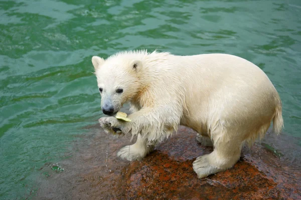 Funny polar bear cub and water-melon crust — Stock Photo, Image