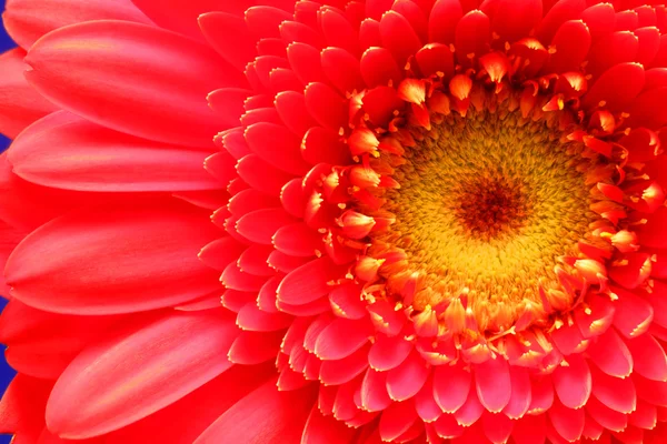 Fleur rouge gros plan — Photo