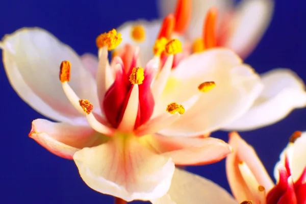 Orchid close up background — Stock Photo, Image