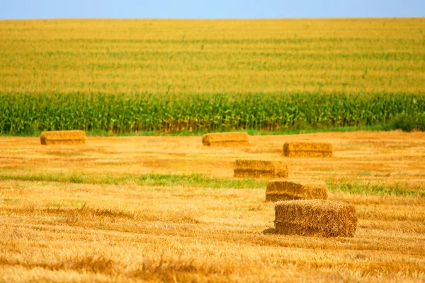 Harvesting in the farmer field — Stock Photo, Image