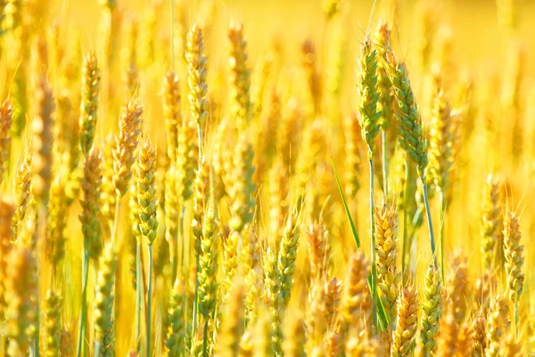 Campo de cereales . —  Fotos de Stock