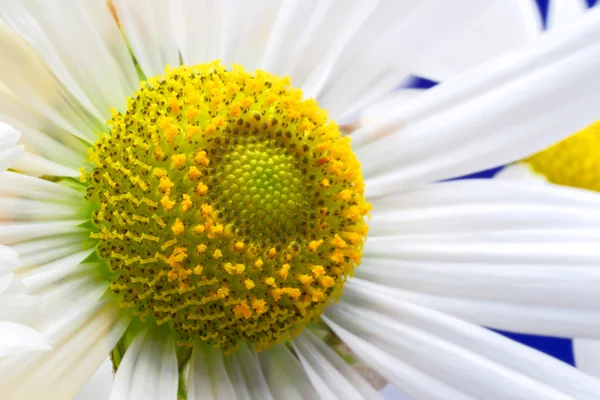 カモミールの花クローズ アップの抽象的な背景 — ストック写真
