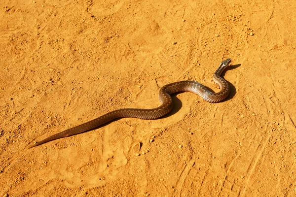 Serpente nel deserto Foto Stock Royalty Free