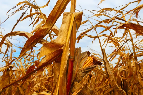Veld van de boer. Maïs gewassen. — Stockfoto