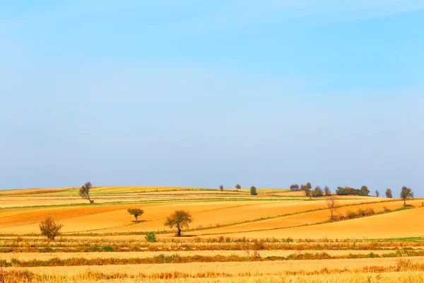 Campo del agricultor — Foto de Stock