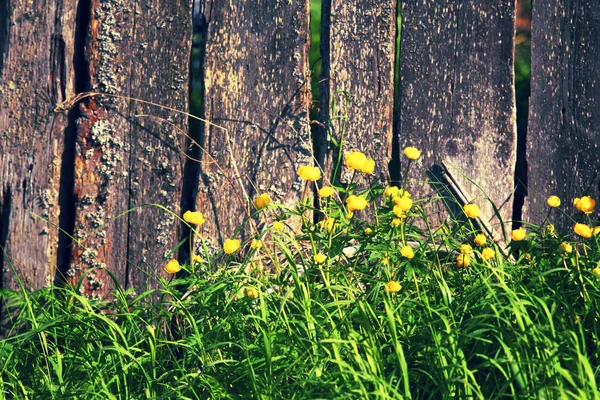 Valla de madera vieja y flores amarillas de fondo . —  Fotos de Stock