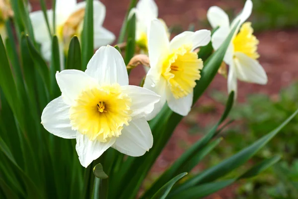 Narkissos blomst på nært hold. Blomst påskesymbol . – stockfoto