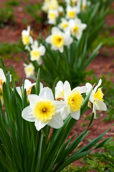 Nergis çiçek kapatın. Çiçek Paskalya sembolü. — Stok fotoğraf
