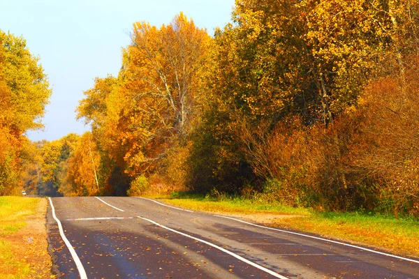 Camino abierto en el bosque de otoño Imágenes De Stock Sin Royalties Gratis