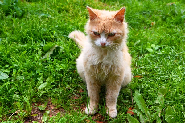 Homeless lonely cat. — Stock Photo, Image