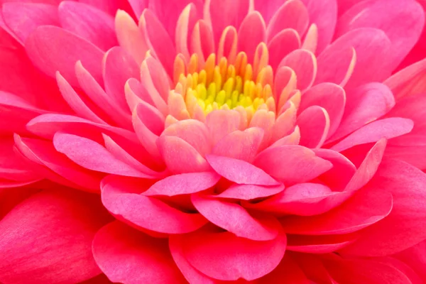 Red  flower close up background — Stock Photo, Image