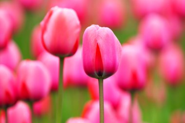 Kırmızı lale. Doğal arka plan.