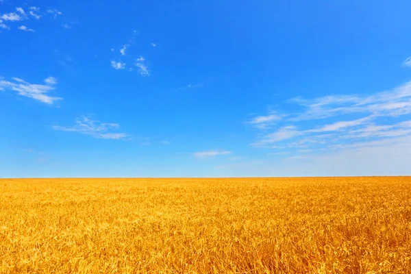 Farmer field of wheat against the blue sky. — Stock Photo, Image