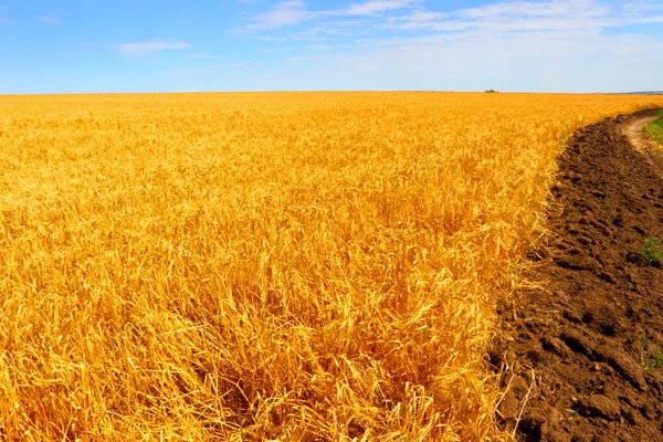 Boer gebied van tarwe tegen de blauwe hemel. — Stockfoto