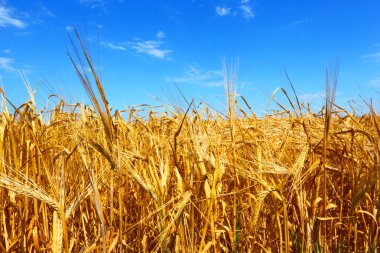 Çiftçinin buğday alanı