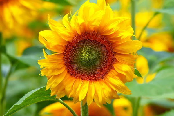 Sunflower close up. — Stock Photo, Image
