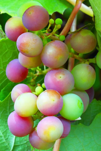Aglomerado de uvas. Produção de vinho na agricultura . — Fotografia de Stock