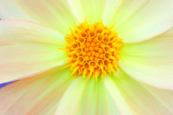 Gele bloem close-up achtergrond — Stockfoto