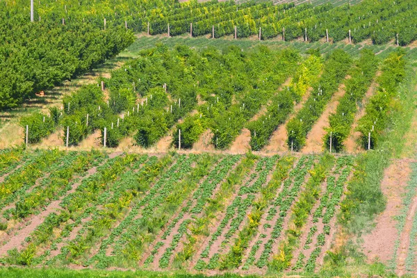 Achtergrond van wijngaarden. Agrarische landschap. Boer veld. — Stockfoto