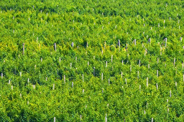 Hintergrund der Weinberge. Agrarlandschaft. Bauernfeld. — Stockfoto