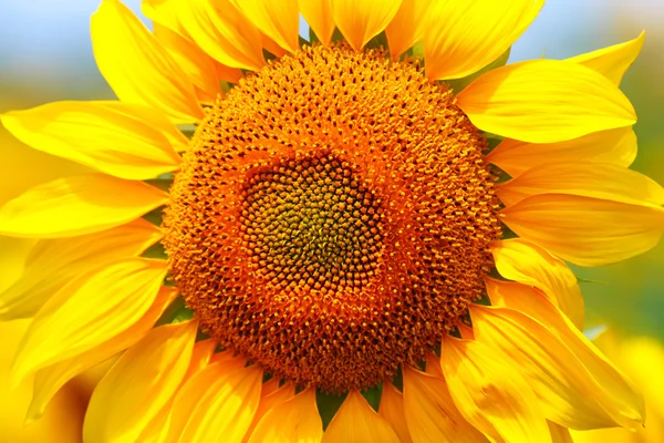 Yellow sunflower close up. — Stock Photo, Image