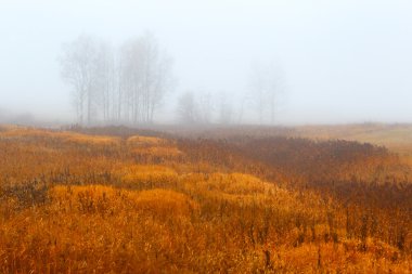 Sonbahar ahşap. Sis arka plan. Sessiz manzara.