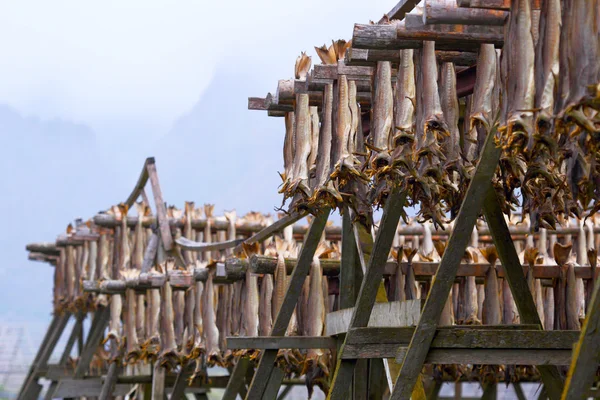 Kabeljauw stokvis. Industriële visserij in Noorwegen — Stockfoto