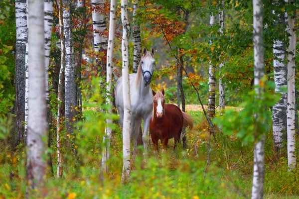 Skewbald koń i kucyk. Jesień w parku. — Zdjęcie stockowe