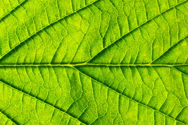 Green leaf. Background abstract nature. — Stock Photo, Image