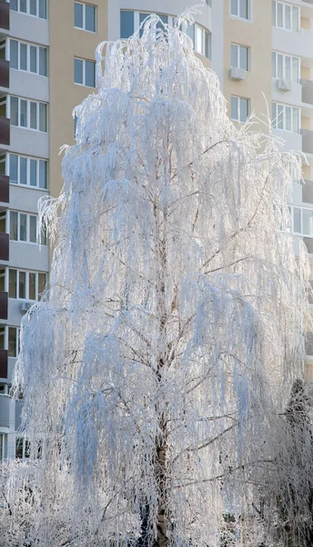 Birch Coberto Com Neve Fundo Uma Casa Vários Andares Dia — Fotografia de Stock