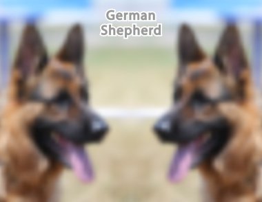 Alman çoban köpeği 