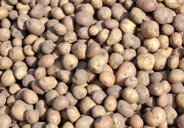 Birçok patates