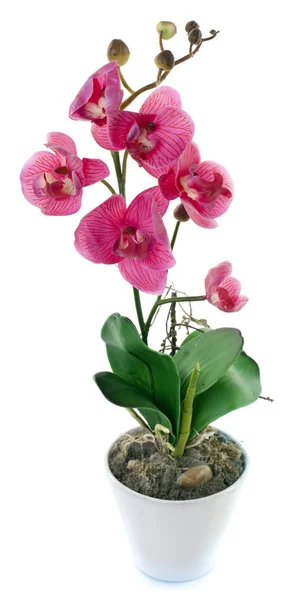 Orchidea w biały doniczka — Zdjęcie stockowe