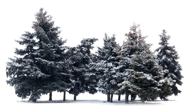 Trees spruce — Stock Photo, Image