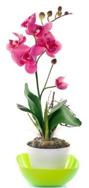 Orchid with buds clipart