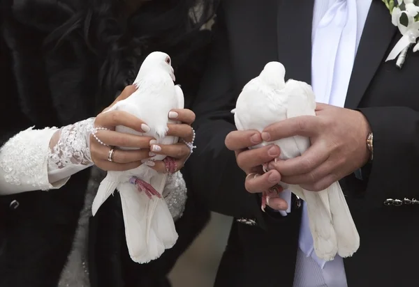 Dois pombos brancos nas mãos — Fotografia de Stock