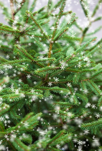 Kerstboom en sneeuwvlokken. — Stockfoto