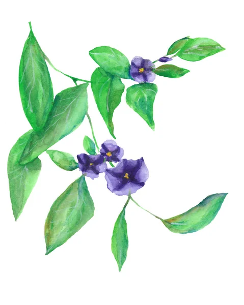 白い背景に孤立したデザイン 手描きのための水彩紫色の花の枝 — ストック写真