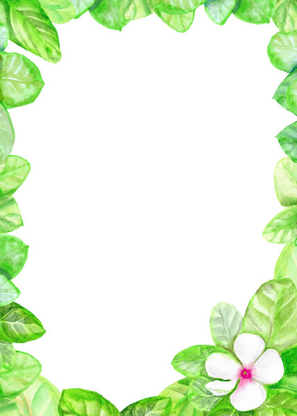 watercolor leaf frame with green leaves with white flower, isolated on white background,for design or decoration