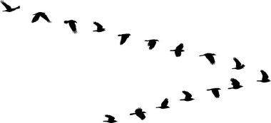 Kuşların izole V şekli