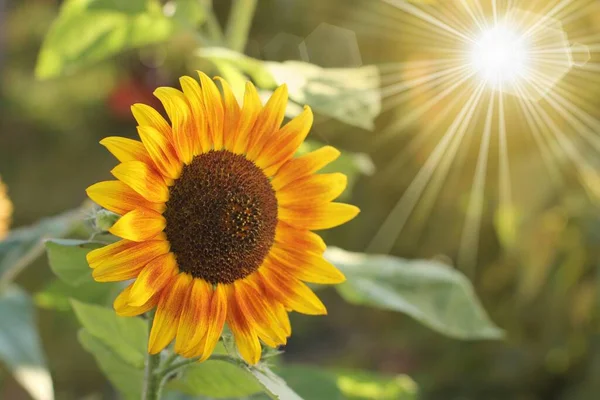 flower sunflower with sun rays and flare