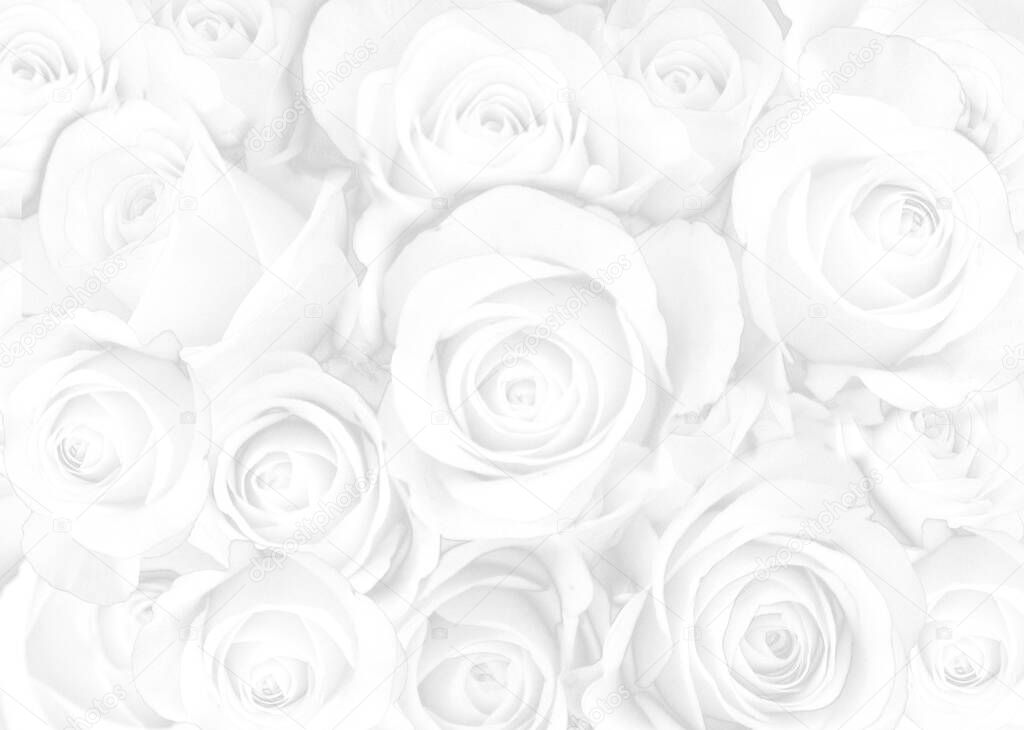 white background with rose flowers
