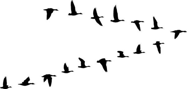 Formation Oiseaux Troupeau Cygnes — Image vectorielle