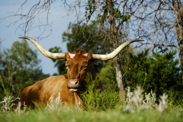 Vaca Cuerno Largo Texas Descansando Durante Verano Campo Rural — Foto de Stock