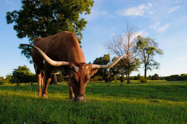Texas Vache Longhorn Pâturage Dans Champ Rural Pendant Soirée Été — Photo