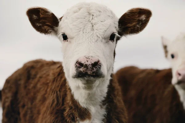 Słodkie Dziecko Krowa Zbliżenie Portret Pokazuje Hereford Wołowina Rasy Cielę — Zdjęcie stockowe